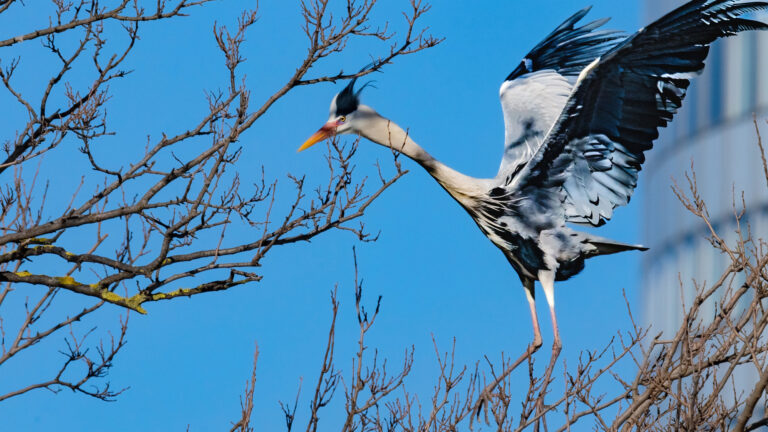Die Graureiherkolonie im Wasserpark in Floridsdorf ist ein Treffpunkt für Fotografen. Die Tiere sind dort heimisch und die Fotografen ebenso. Ich liebe meine Stadt dafür, dass sie diesen Tieren ein Zuhause bietet!