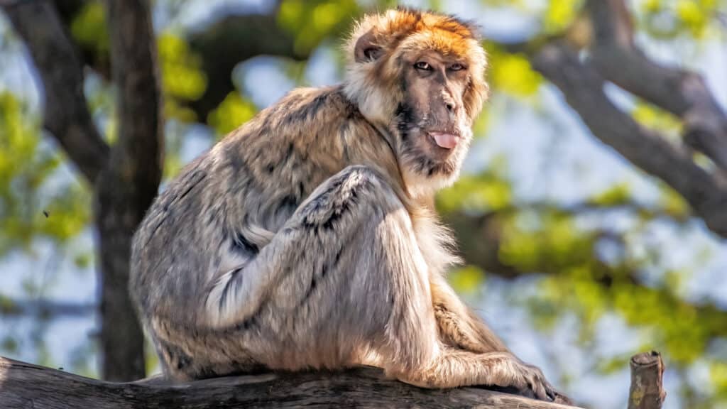 Der freche Kerl hatte wohl genug von den tausenden Besuchern in seinem Zuhause im Tiergarten Schönbrunn. Mir hat er beim Entwickeln der Fotos den Tag gerettet. Ich lache jedes Mal wenn ich das Foto anschaue. Mein Freund der Affe :)