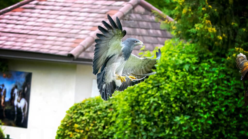 Ein Falke im Landeanflug