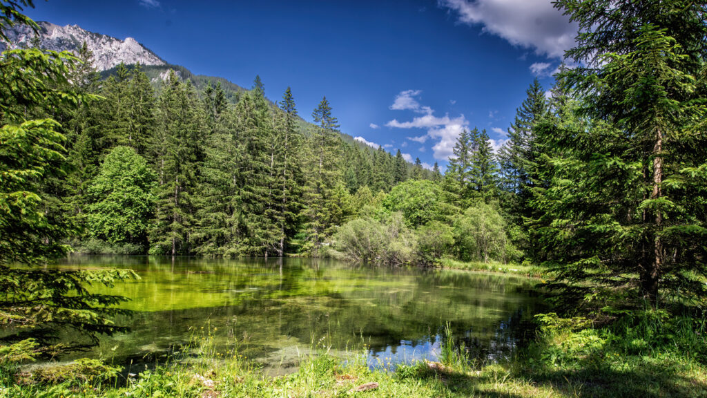 Der Pfarrerteich ist dem grünen See vorgelagert. Der grüne See ein einzigartiges Naturjuwel in unserem wunderschönen Österreich