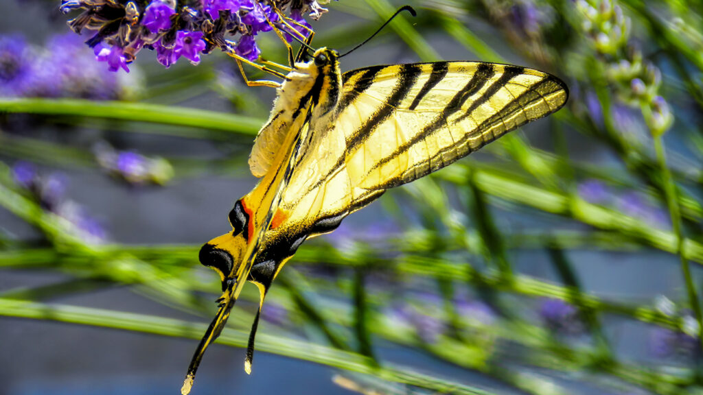 Ein wunderschöner Schmetterling mit leuchtend gelben Flügeln, die von eleganten schwarzen Mustern durchzogen sind, sitzt an einem duftenden Lavendelstrauch. Die zarten Blüten wiegen sich im sanften Wind, während der Schmetterling seinen langen Saugrüssel ausstreckt, um den süßen Nektar aufzunehmen. Die Sonne lässt seine Flügel schimmern, und die Szenerie strahlt Ruhe und natürliche Schönheit aus.