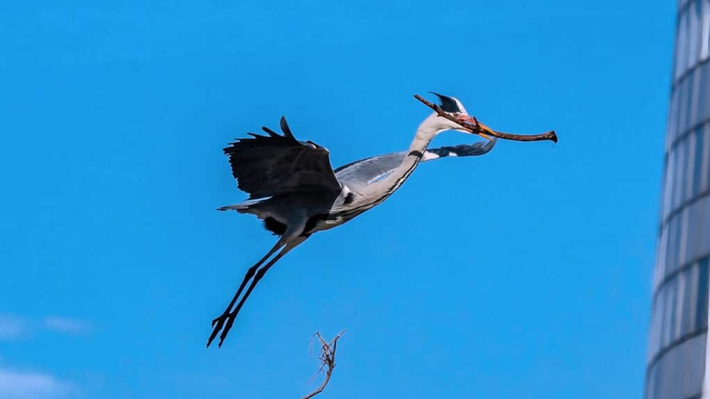 Ein majestätischer Graureiher gleitet mit ausgebreiteten Schwingen elegant am Florido Tower in Wien Floridsdorf vorbei. Die grauen und weißen Federn leuchten im Sonnenlicht und im Schnabel trägt er einen Ast mit dem er den Horst für seine Brut baut.