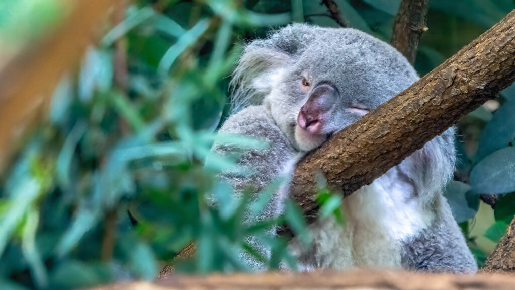 Ein gemütlicher Koala schmiegt sich entspannt an einen dicken Ast, der von einem Eukalyptusbaum getragen wird. Seine weichen, grauen Fellohren zucken leicht, während er sich tief in das Polster aus Blättern kuschelt. Mit geschlossenen Augen und einem zufriedenen Ausdruck hängt er in seiner typischen Umarmungshaltung am Ast, die perfekte Balance zwischen Entspannung und Halt. Die friedliche Szene wird von sanftem Licht durchbrochen, das durch das Blätterdach fällt und den Koala in einen ruhigen, traumhaften Schlaf wiegt.