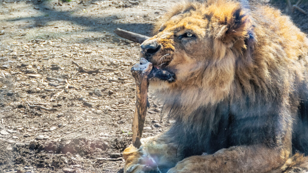 Der Löwe im Tiergarten Schönbrunn liegt völlig entspannt da. Die vielen Besucher scheinen den König der Serengeti nicht zu stören. Er präsentiert mir seinen gewaltigen Schädel und nagt an einem Knochen. Die Sonne taucht sein Fell in goldenes Licht. Was für ein majestätisches Tier und der Löwe scheint sich dessen auch bewusst zu sein. Ein Löwen Portrait bekommt man sicher nicht allzu oft vor die Kamera!