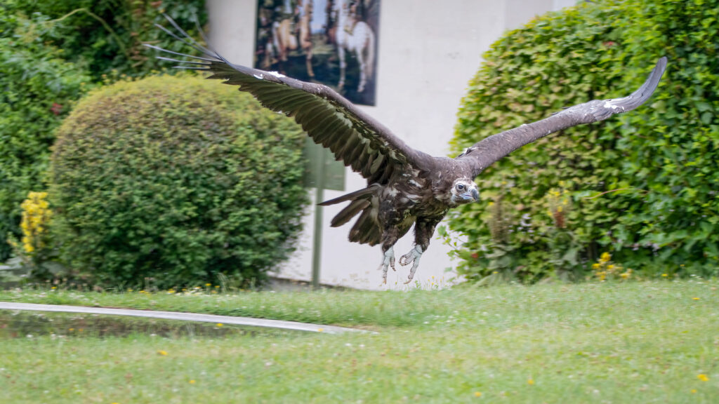 Ein imposanter Mönchsgeier schwebt majestätisch von der Greifvogelwarte Schloss Altenburg herab. Mit weit ausgestreckten, kraftvollen Schwingen und festem Blick fliegt der gewaltige Vogel direkt frontal auf die Kamera zu, seine dunklen Federn und die beeindruckende Spannweite füllen das Bild mit purer Präsenz.