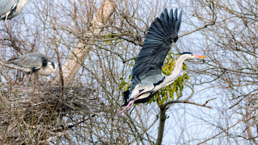 Ein majestätischer Graureiher gleitet mit ausgebreiteten Schwingen elegant an seinem Horst vorbei, die grauen und weißen Federn leuchten im Sonnenlicht, während der lange Hals leicht eingezogen ist. Die Szenerie strahlt Ruhe und Anmut aus.