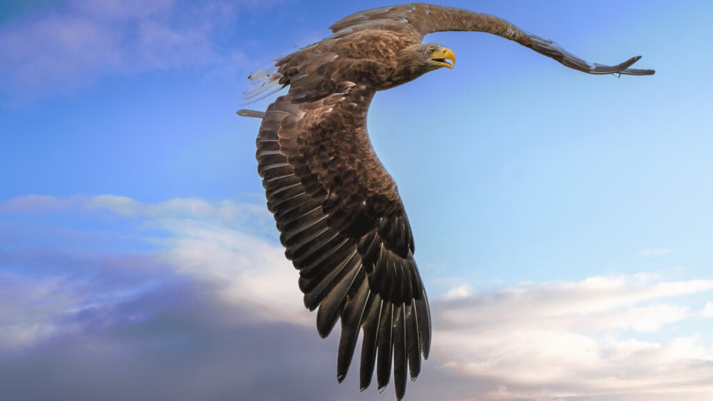 Ein majestätischer Steinadler gleitet lautlos durch die klare Bergluft. Mit weit ausgestreckten Schwingen, die von der Sonne golden beleuchtet werden, zieht vorbei. Seine Haltung strahlt Kraft und Eleganz aus, während er mit minimalen Flügelschlägen die Thermik nutzt, um mühelos zu schweben. Die Augen des Adlers fixieren aufmerksam die Landschaft unter ihm, bereit, jedes Detail wahrzunehmen. Ein Symbol für Freiheit und Erhabenheit inmitten der unberührten Natur.