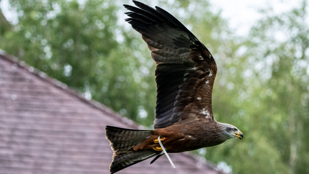Der Steinadler gleitet elegant und majestätisch vorbei. Das braune Gefieder und das Gelb der Krallen und des Schnabels bilden eine klaren Kontrast zum Silbergrau des Kopfes. Dieser Vogel sind einfach ein Symbol für Freiheit und Erhabenheit. Seine Haltung strahlt Kraft und Eleganz aus, während er mit minimalen Flügelschlägen die Thermik nutzt, um mühelos zu schweben.